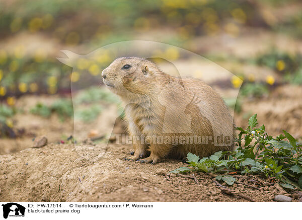 black-tailed prairie dog / PW-17514