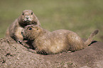 prairie dogs