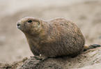 prairie dog