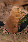 young prairie dog