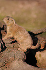 prairie dog