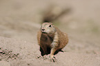 prairie dog