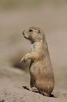 prairie dog