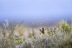 black-tailed prairie dog