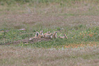 black-tailed prairie dogs