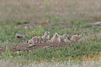 black-tailed prairie dogs