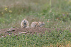 black-tailed prairie dogs