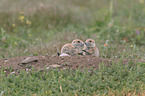 black-tailed prairie dogs