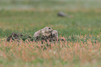 black-tailed prairie dogs