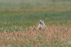 black-tailed prairie dog