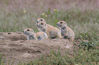 black-tailed prairie dogs