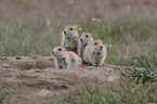 black-tailed prairie dogs