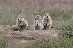 black-tailed prairie dogs