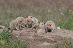 black-tailed prairie dogs