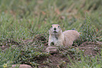 black-tailed prairie dog