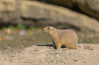 Black-tailed Prairie Dog