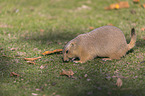 Black-tailed Prairie Dog