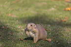 Black-tailed Prairie Dog