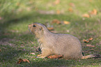 Black-tailed Prairie Dog