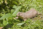 black-tailed prairie dog