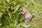 black-tailed prairie dog