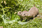 black-tailed prairie dogs