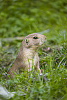 black-tailed prairie dog