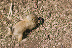 black-tailed prairie dog