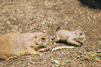 black-tailed prairie dogs