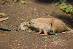 black-tailed prairie dogs