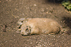 black-tailed prairie dogs