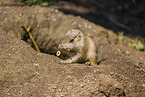 black-tailed prairie dog