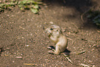 black-tailed prairie dog