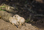 black-tailed prairie dogs