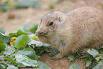 black-tailed prairie dog