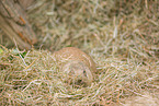 black-tailed prairie dog