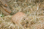 black-tailed prairie dog