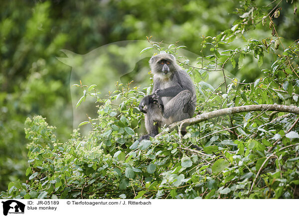 Diademmeerkatze / blue monkey / JR-05189