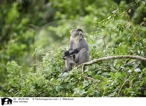 Diademmeerkatze / blue monkey / JR-05190