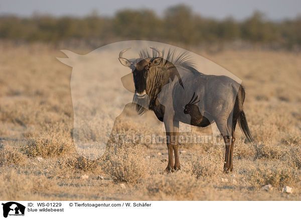 Streifengnu / blue wildebeest / WS-01229