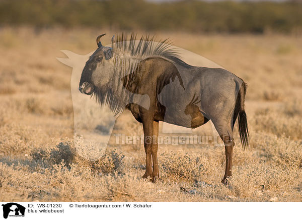blue wildebeest / WS-01230