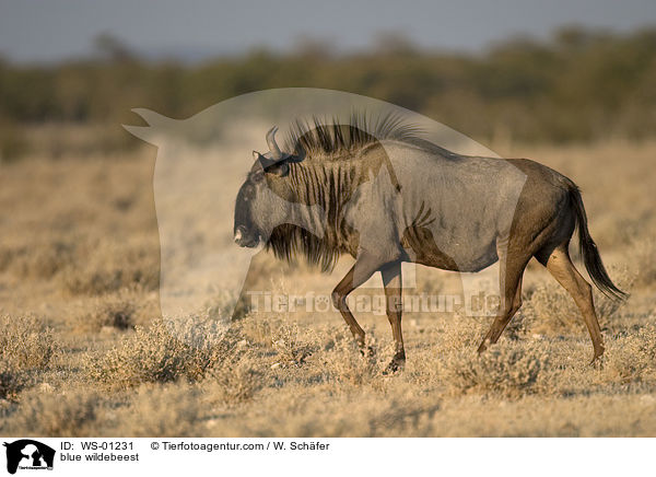 Streifengnu / blue wildebeest / WS-01231