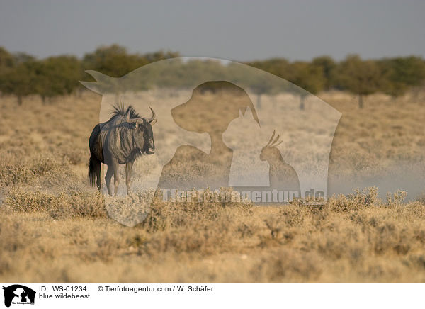 Streifengnu / blue wildebeest / WS-01234