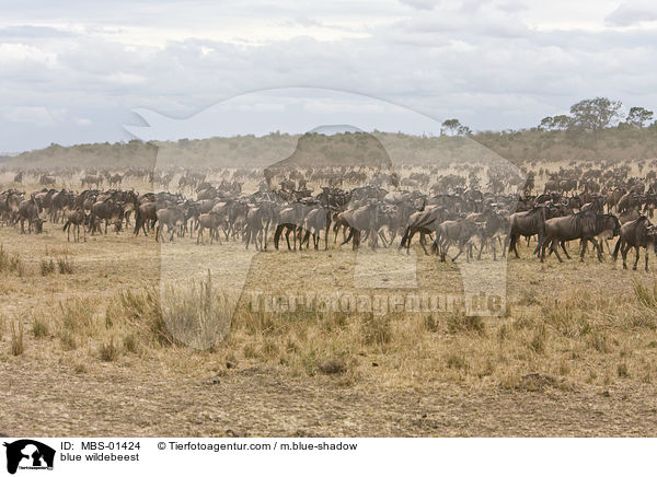 blue wildebeest / MBS-01424