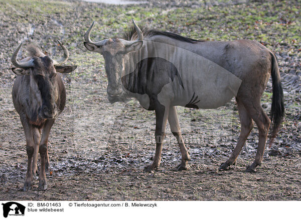 Streifengnu / blue wildebeest / BM-01463