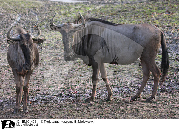 blue wildebeest / BM-01463