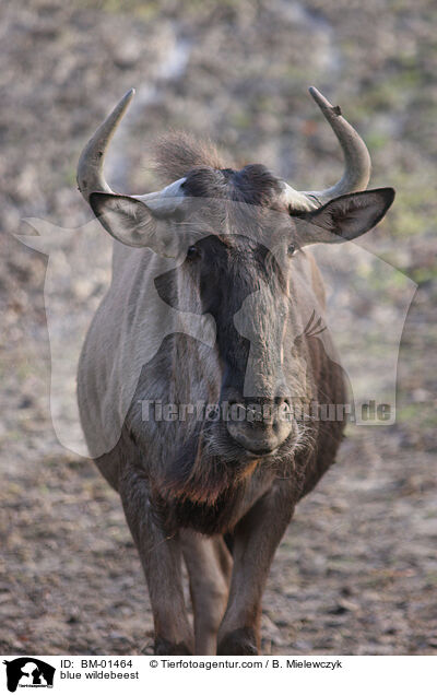 blue wildebeest / BM-01464