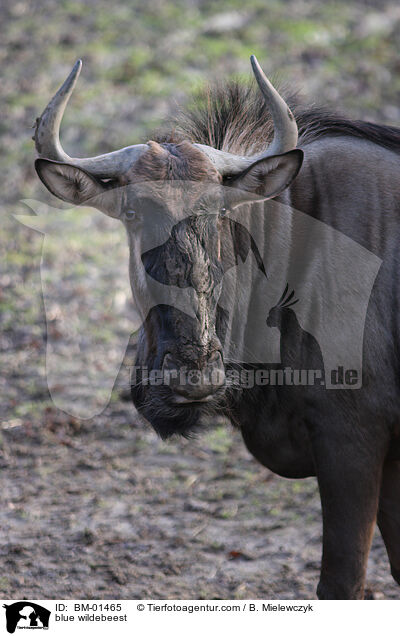 Streifengnu / blue wildebeest / BM-01465