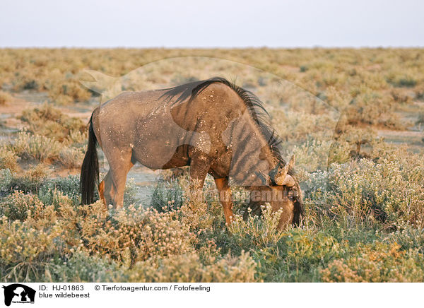 blue wildebeest / HJ-01863