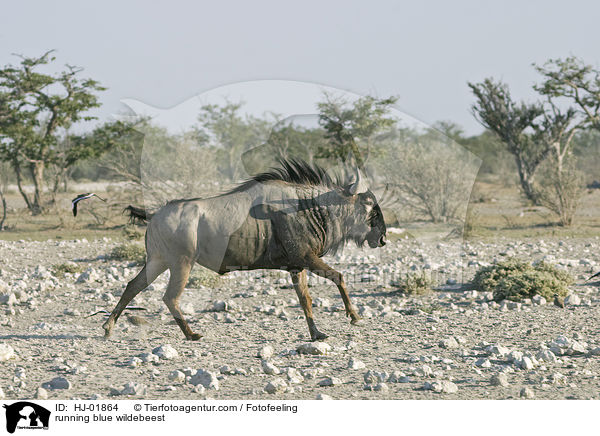 running blue wildebeest / HJ-01864